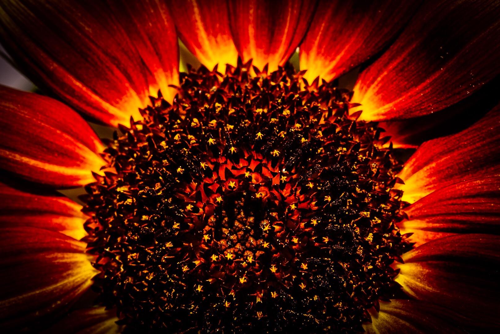 Flammendes Herz Foto Bild Nah Makro Pflanzen Pilze Flechten Bluten Kleinpflanzen Bilder Auf Fotocommunity