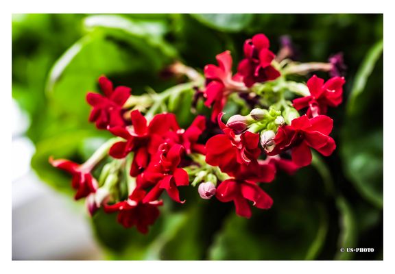 Flammendes Käthchen - Kalanchoe blossfeldiana