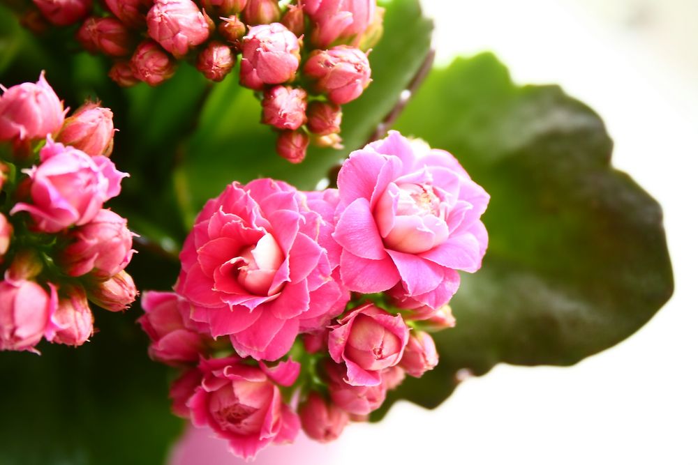 Flammendes Käthchen - Kalanchoe blossfeldiana