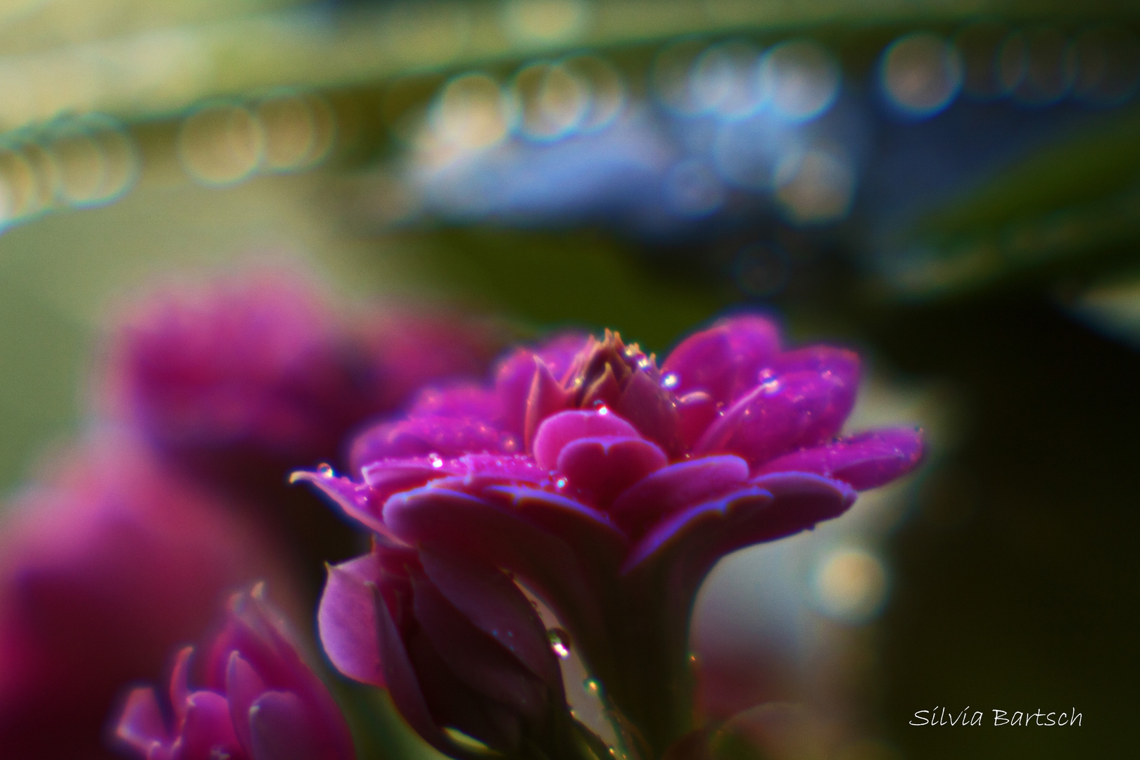 Flammendes Käthchen mit Bubblebokeh