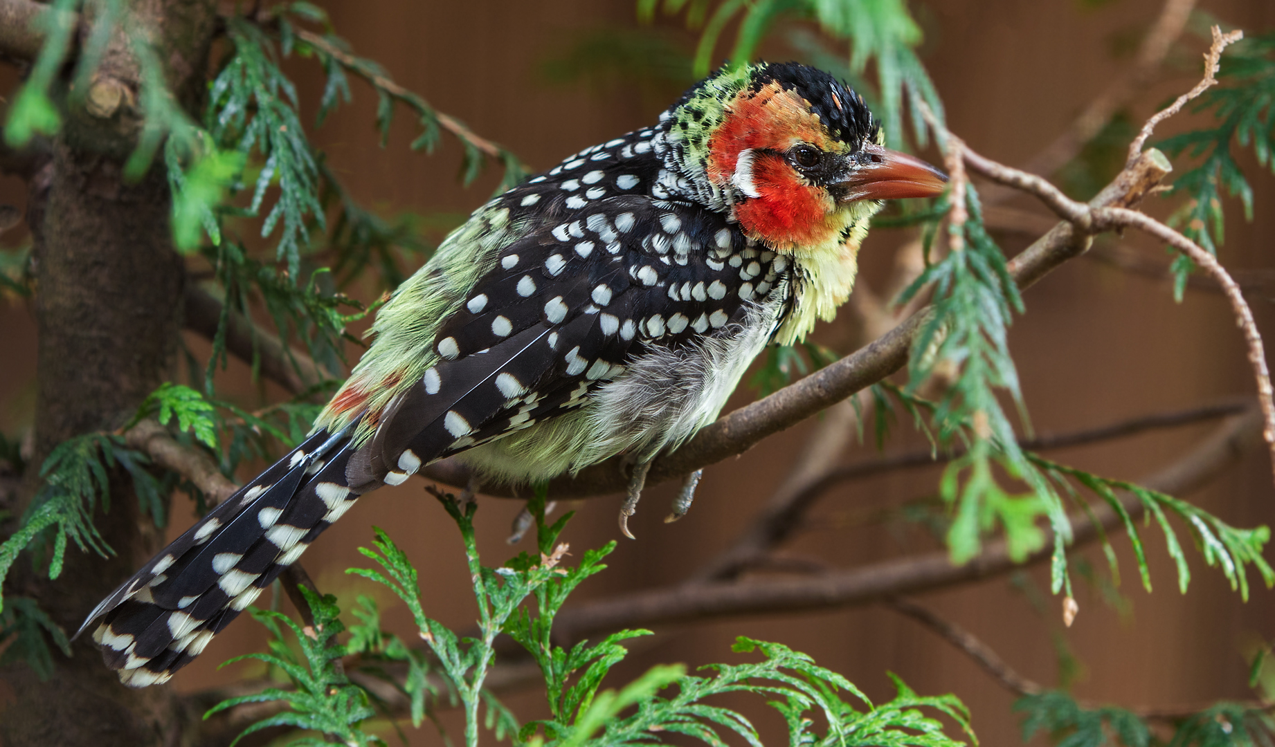 Flammenkopf Bartvogel 001