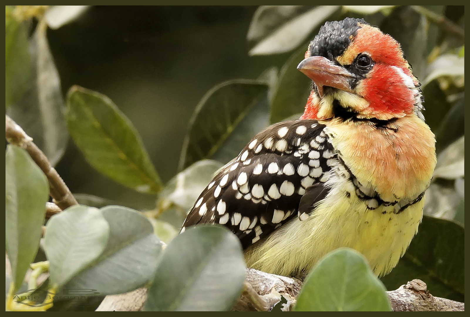 Flammenkopf-Bartvogel