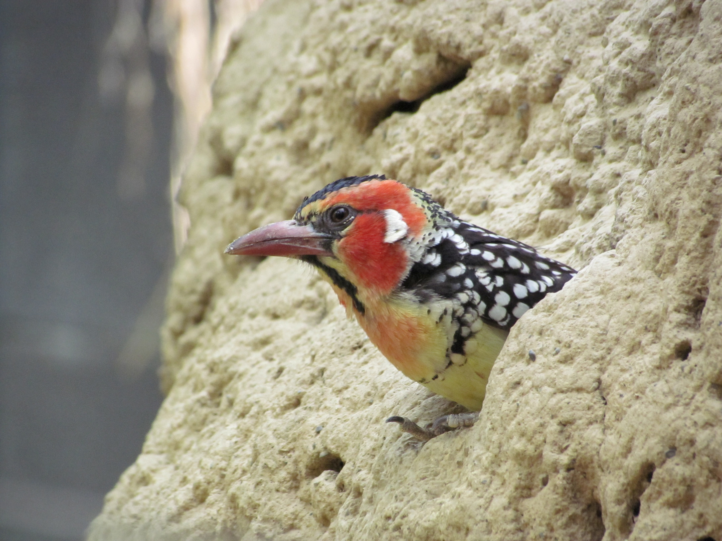 Flammenkopf-Bartvogel