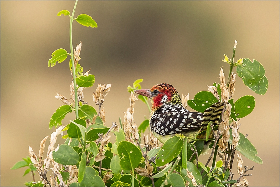 Flammenkopf-Bartvogel