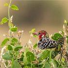 Flammenkopf-Bartvogel