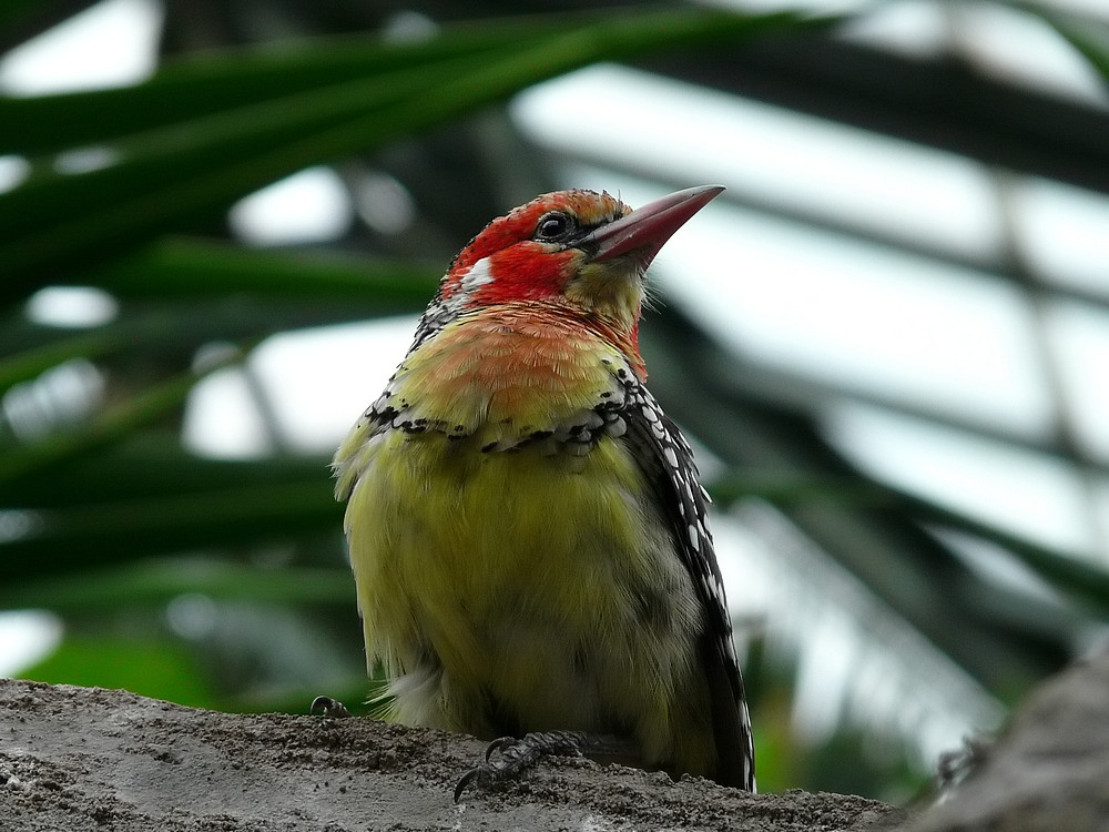 Flammenkopf-Bartvogel