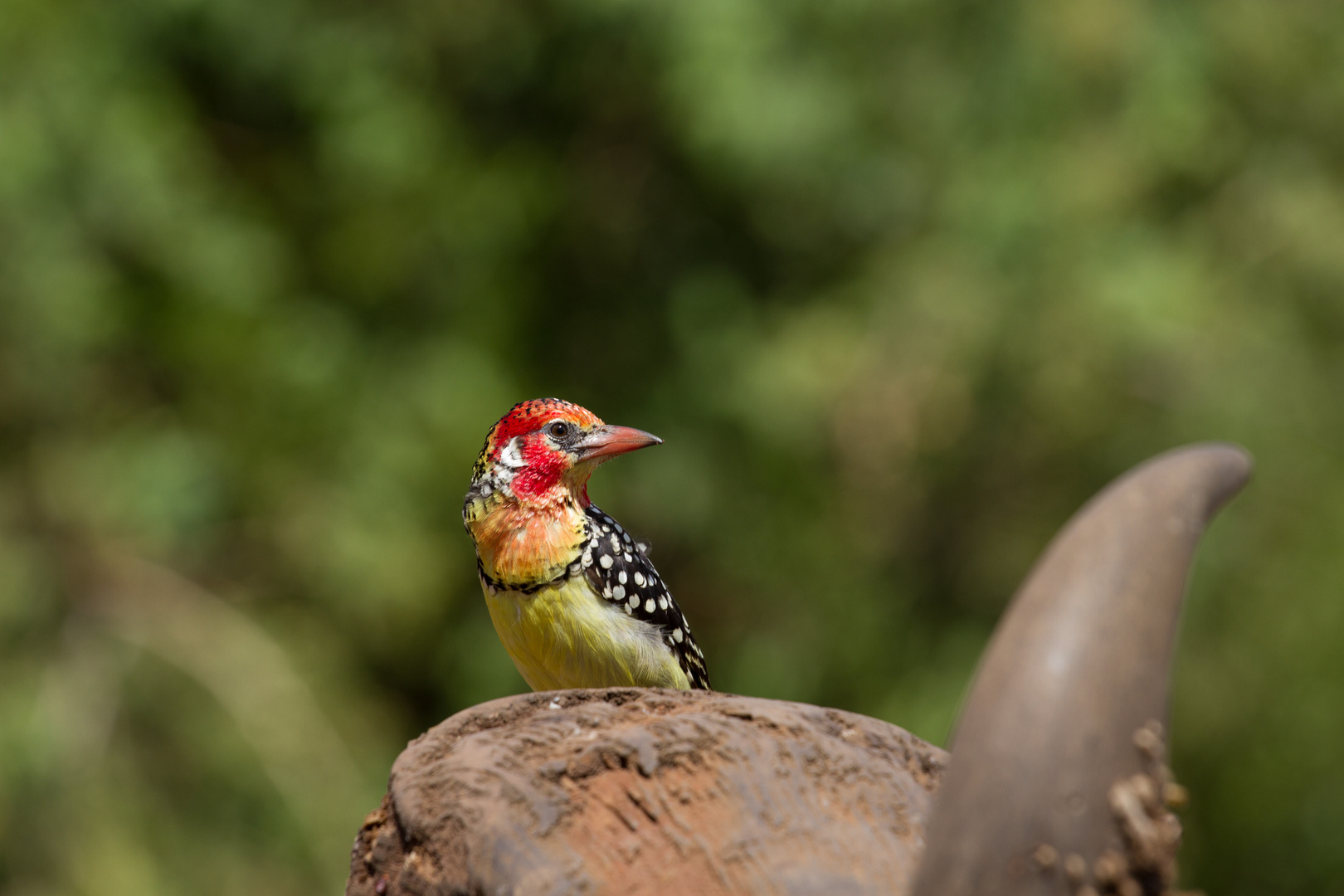 Flammenkopf-Bartvogel