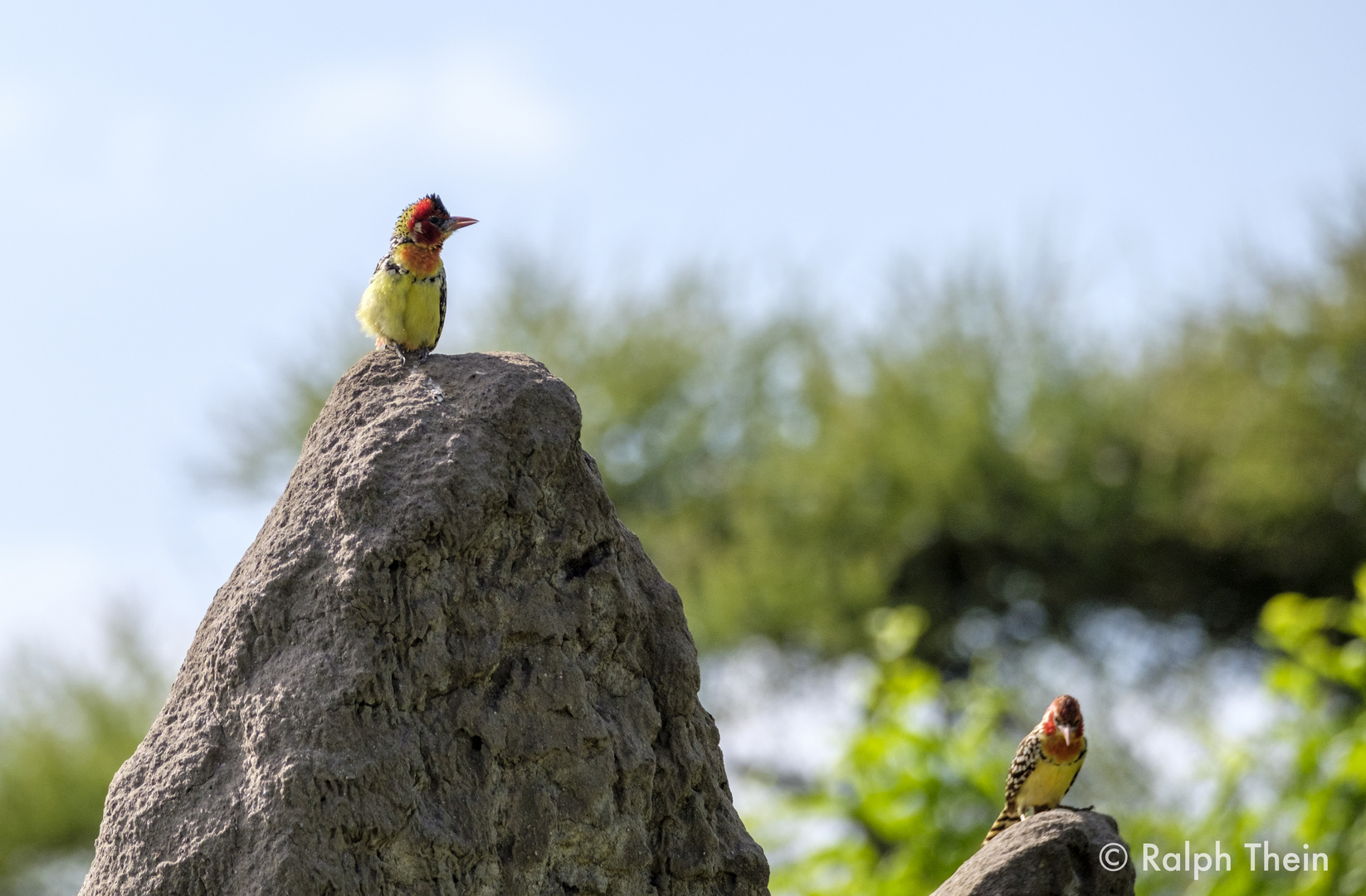 Flammenkopf-Bartvogel