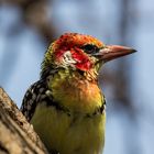 Flammenkopf Bartvogel,  Bunter Vogel