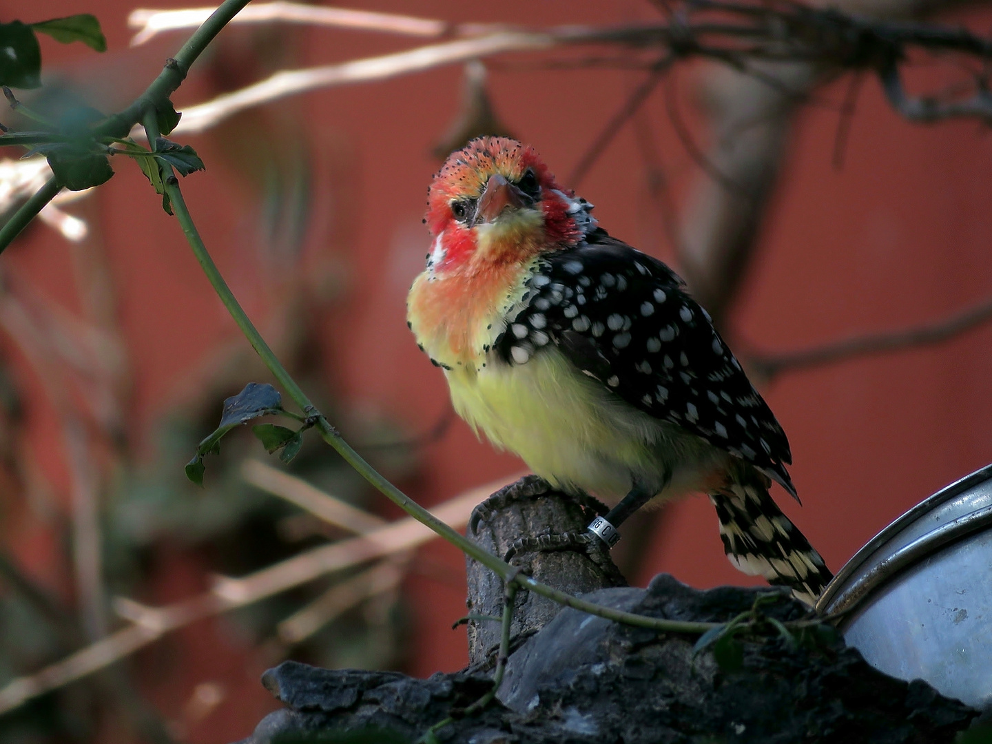 Flammenkopf Bartvogel