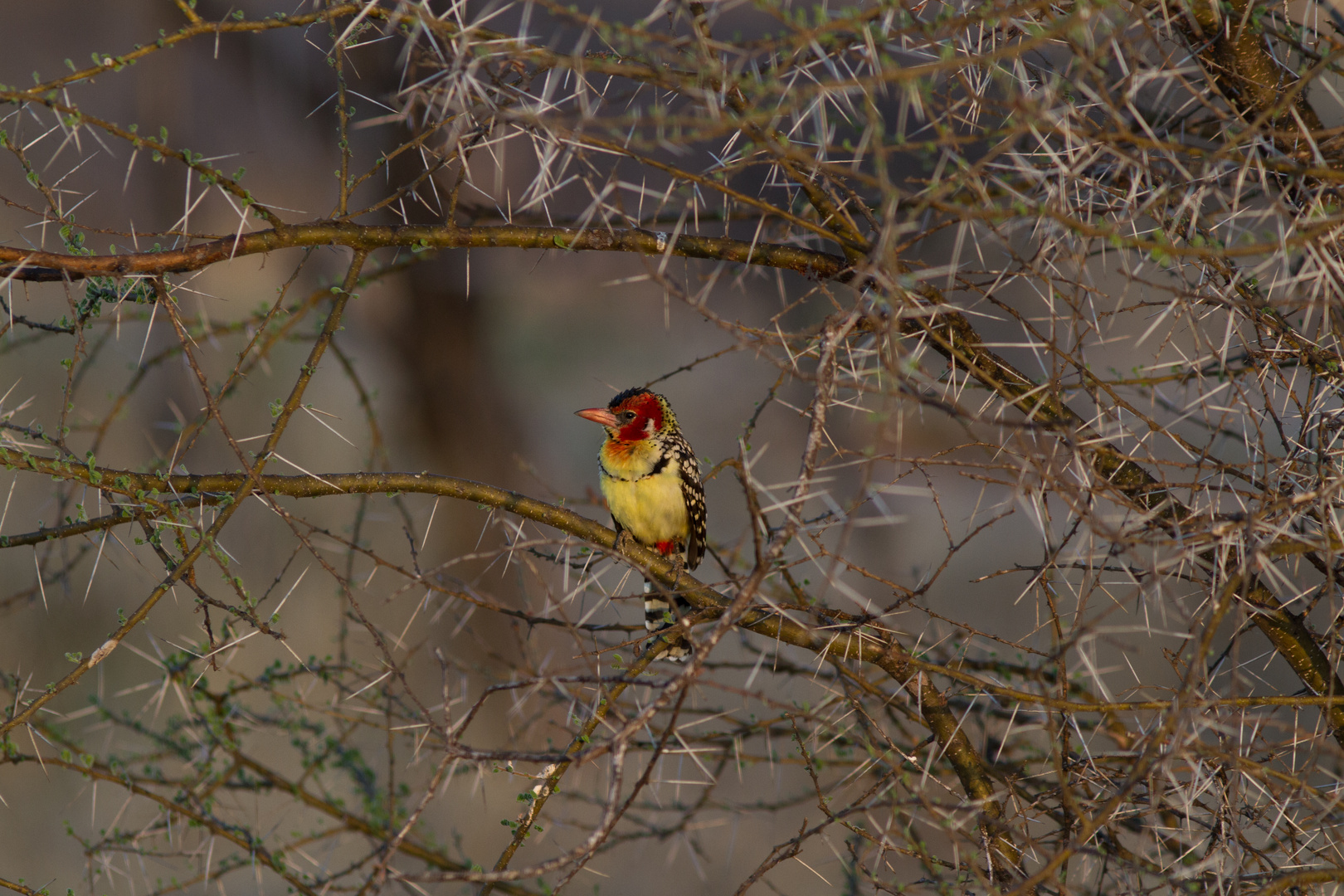 Flammenkopf-Bartvogel