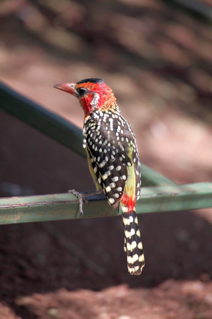 Flammenkopf Bartvogel