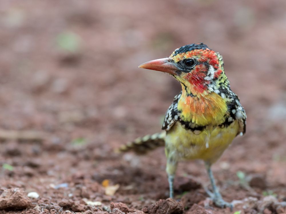 Flammenkopf-Bartvogel