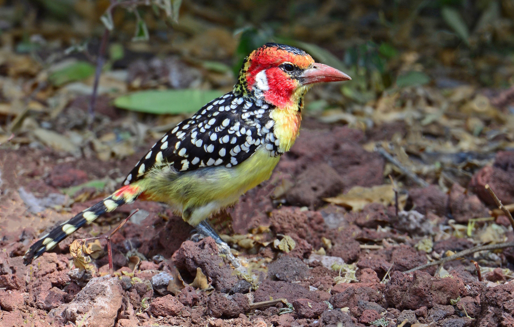 Flammenkopf-Bartvogel  -  Lake Manyara NP