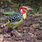 Flammenkopf-Bartvogel  -  Lake Manyara NP