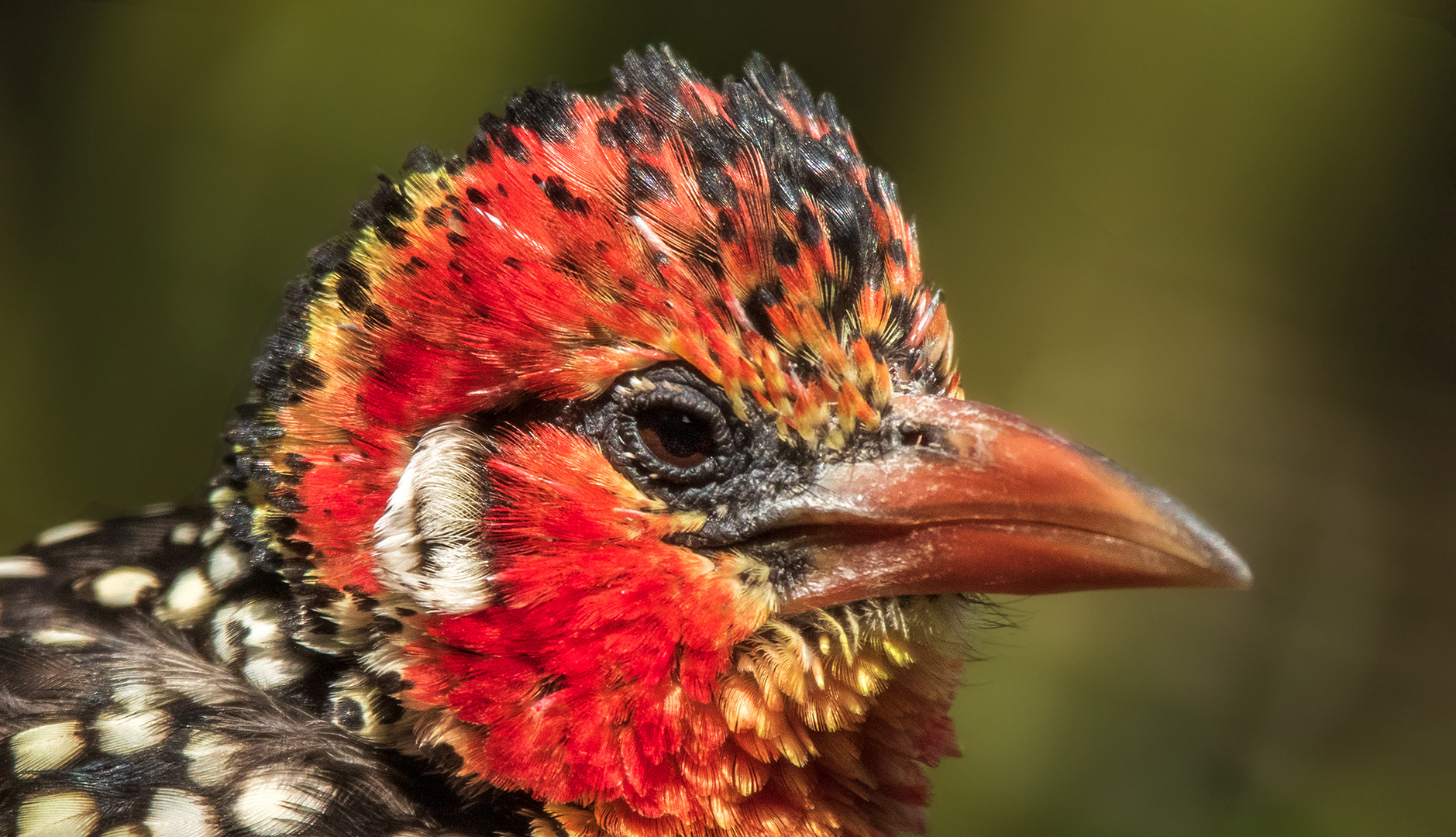 Flammenkopf Bartvogel-Portrait 001 