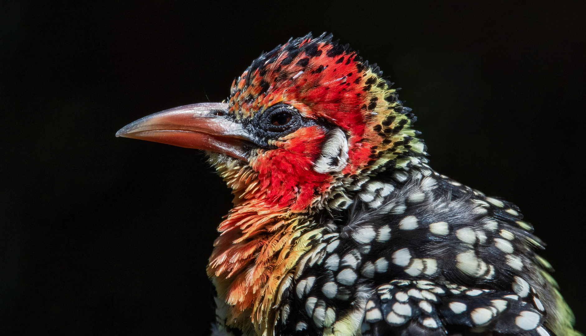 Flammenkopf Bartvogel Portrait 001