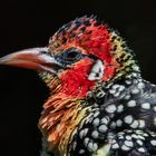 Flammenkopf Bartvogel Portrait 001