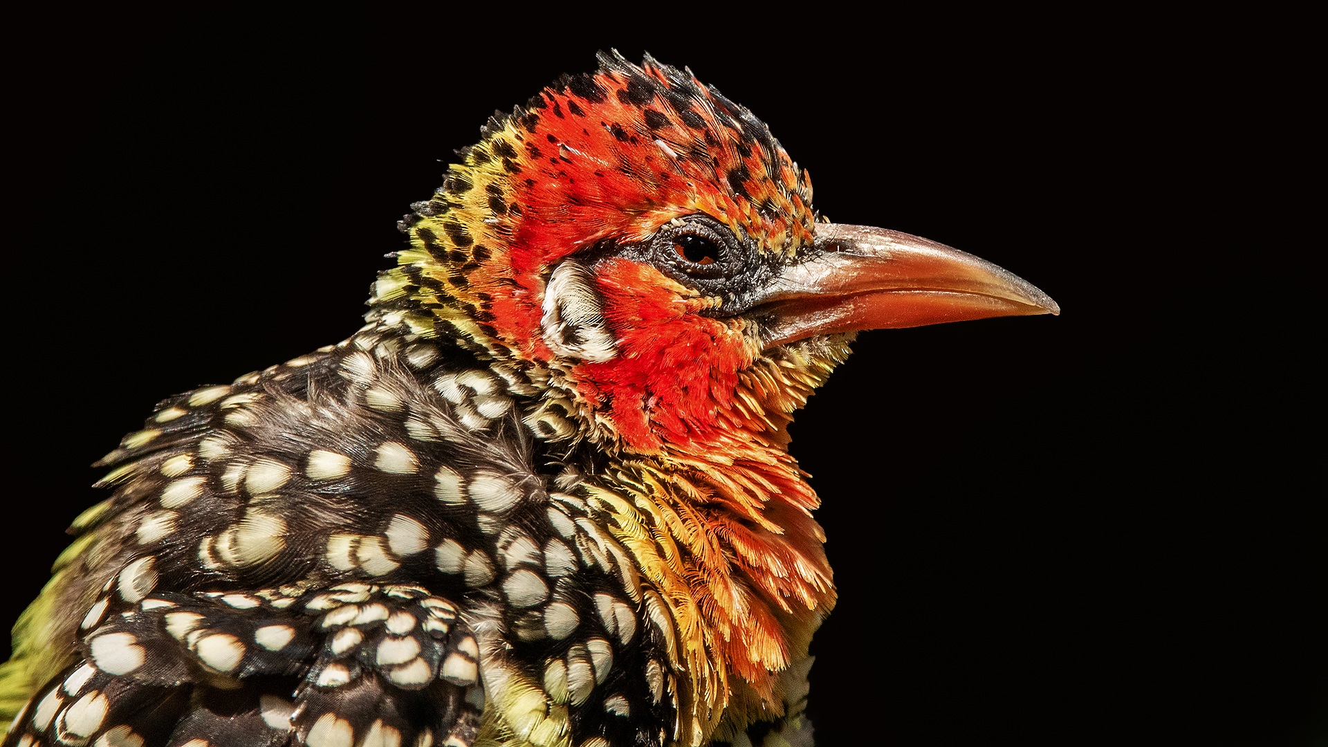 Flammenkopf Bartvogel-Portrait 003 