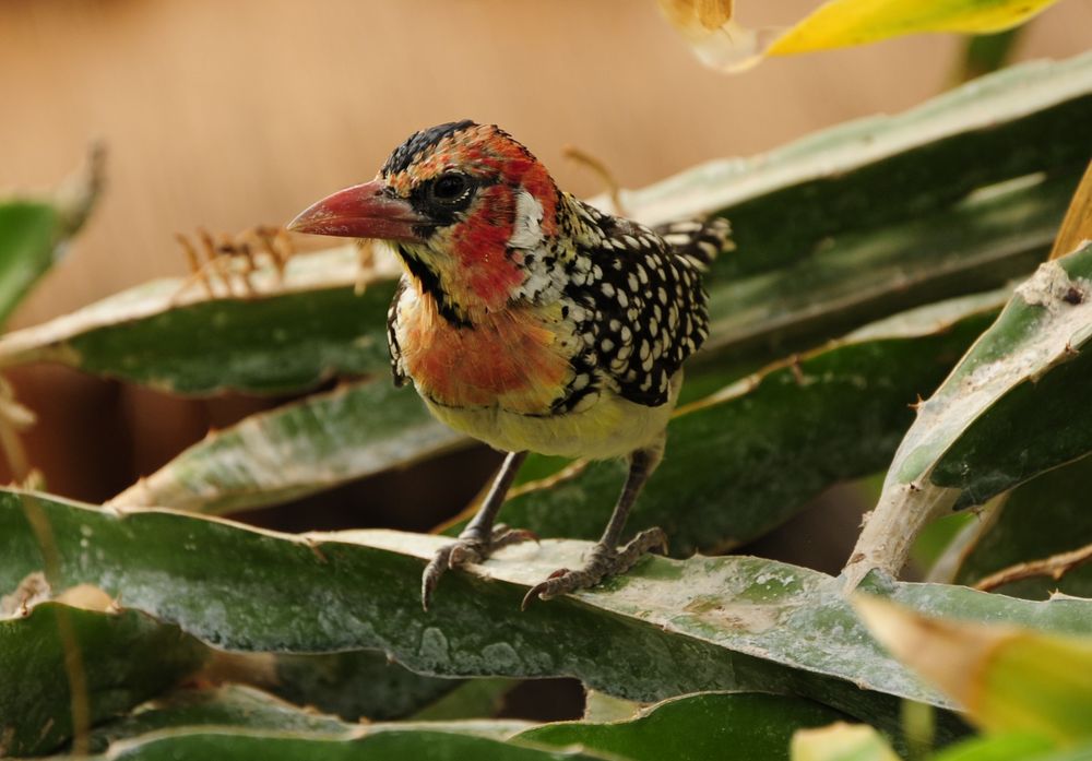 Flammenkopf - Bartvogel ( Trachyphonus erythrocephalus )