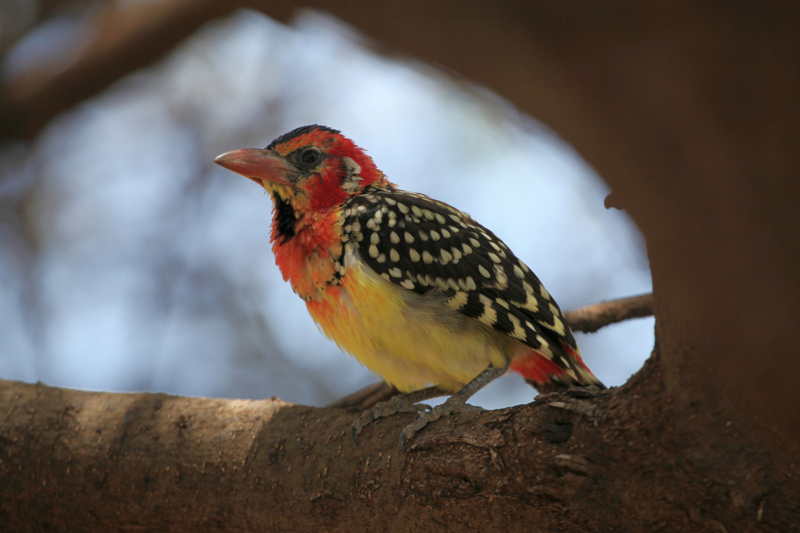 Flammenkopf Bartvogel_1