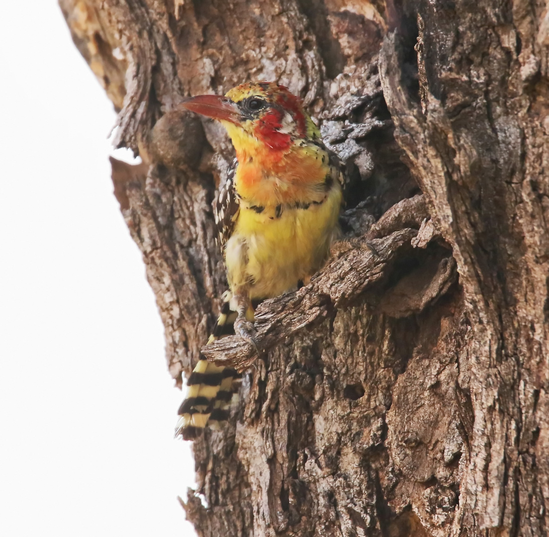 Flammenkopf-Bartvogel,Weibchen