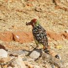 Flammenkopf-Bartvogel,Weibchen Nr.1