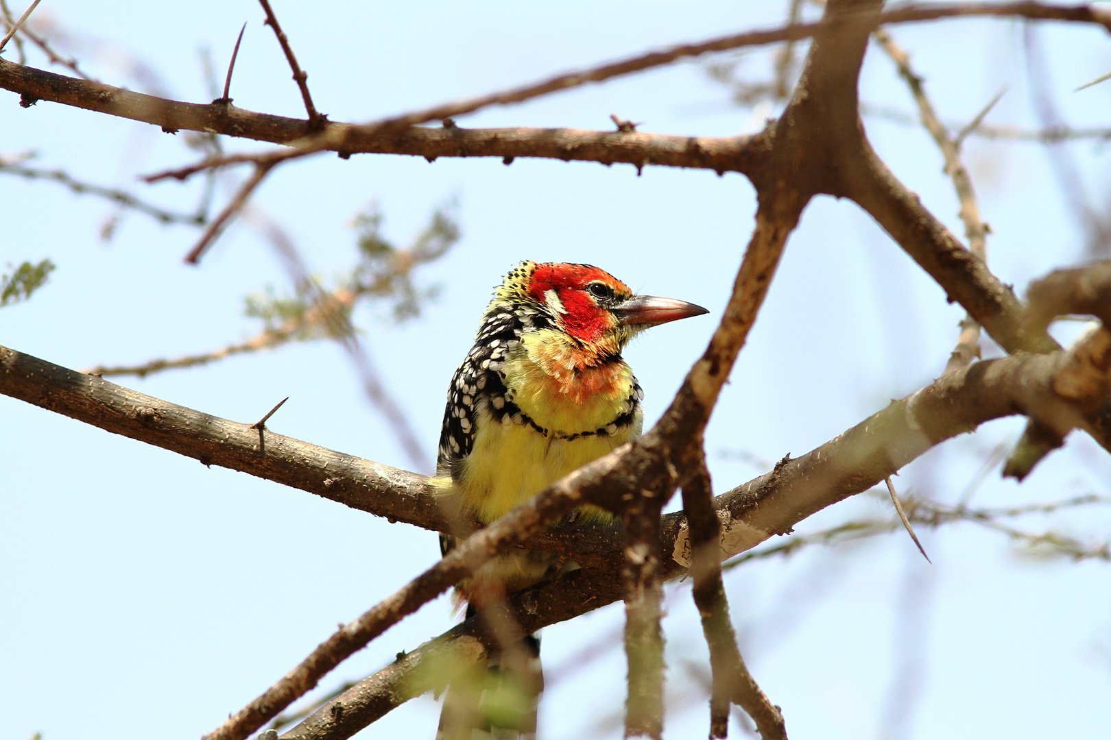 Flammenkopfbartvogel