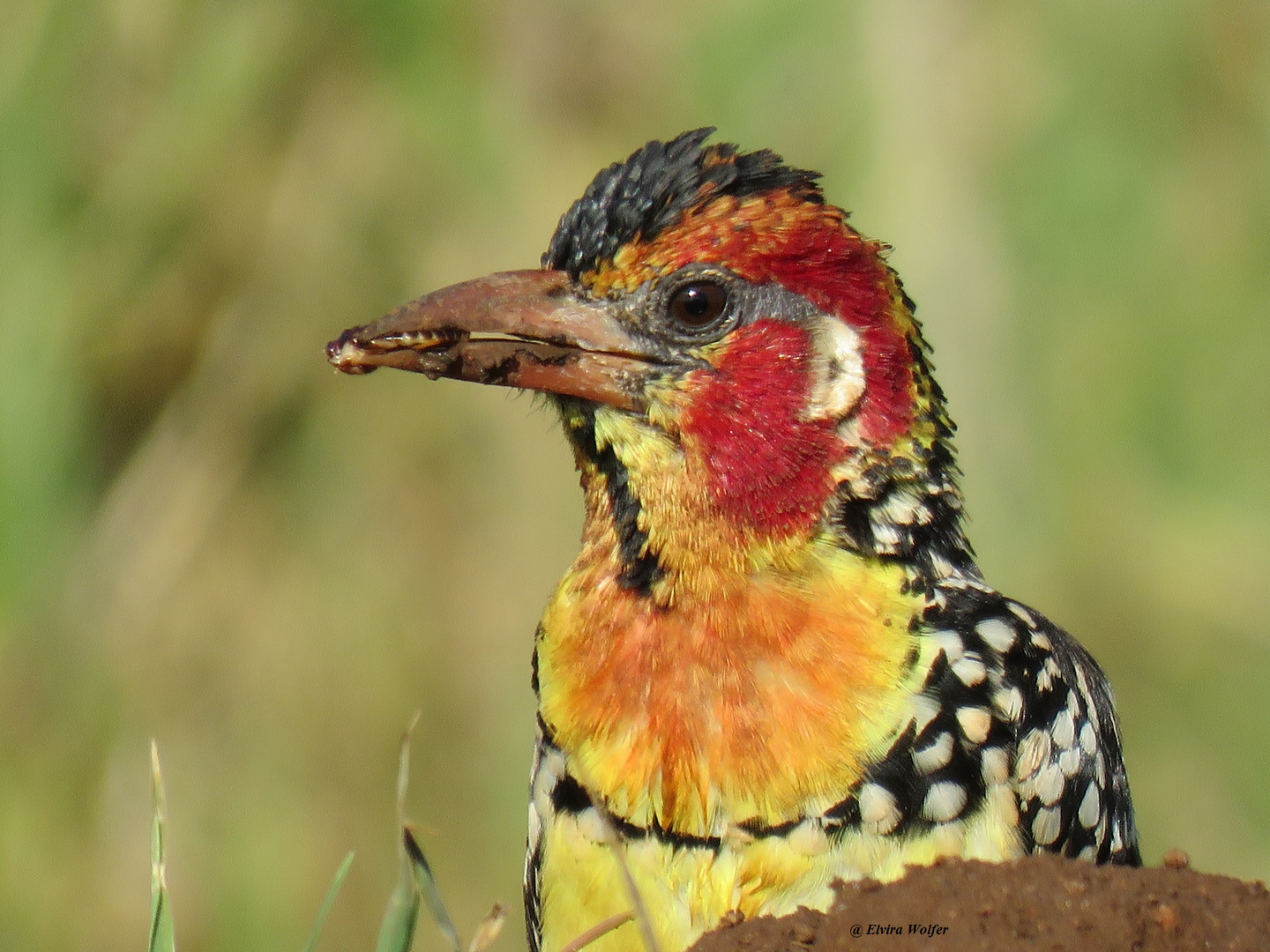 Flammenkopfbartvogel