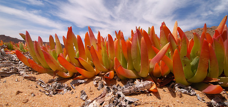 flamming plants