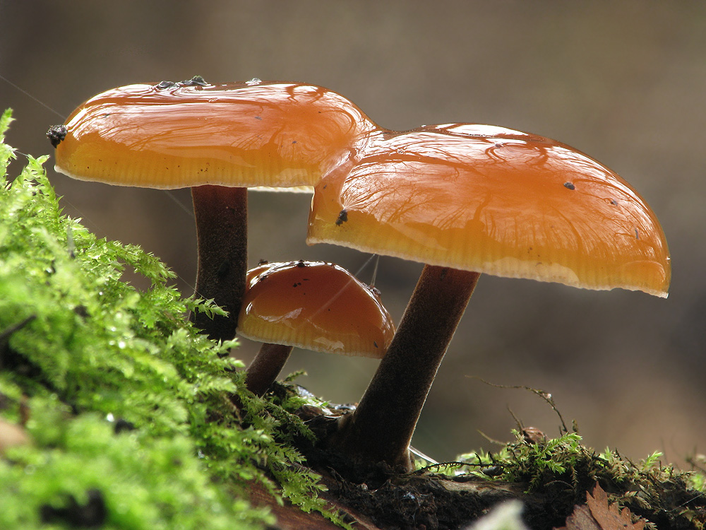 Flammulina velutipes