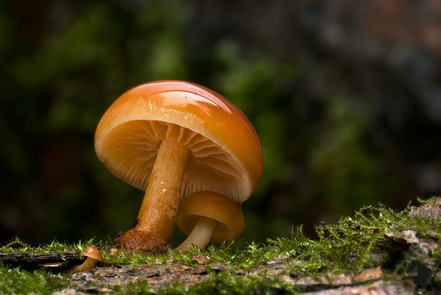 Flammulina velutipes