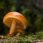 Flammulina velutipes