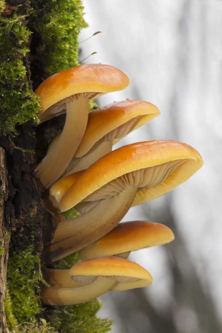 Flammulina velutipes