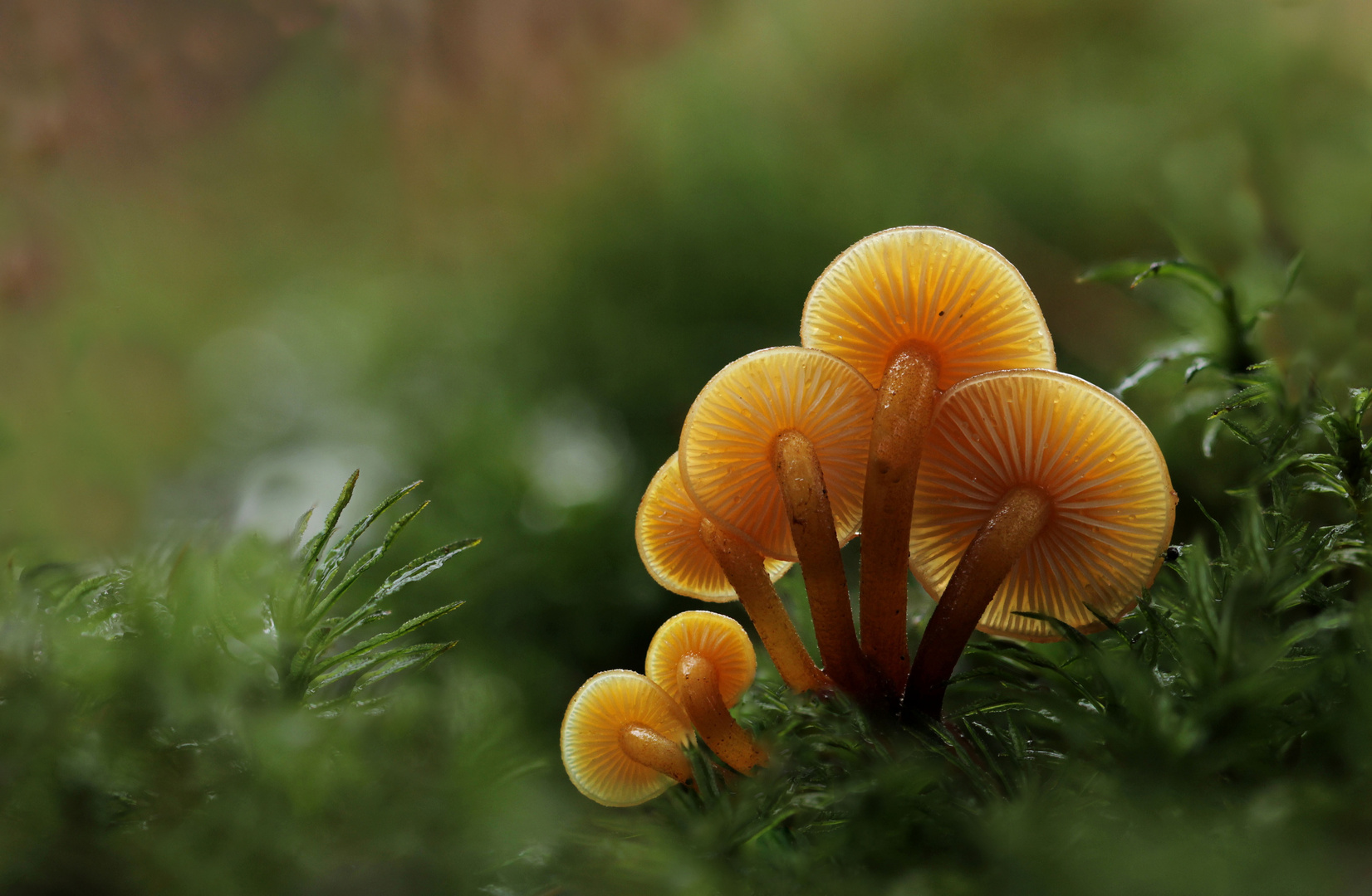 Flammulina velutipes