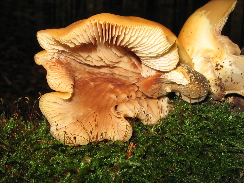 Flammulina velutipes