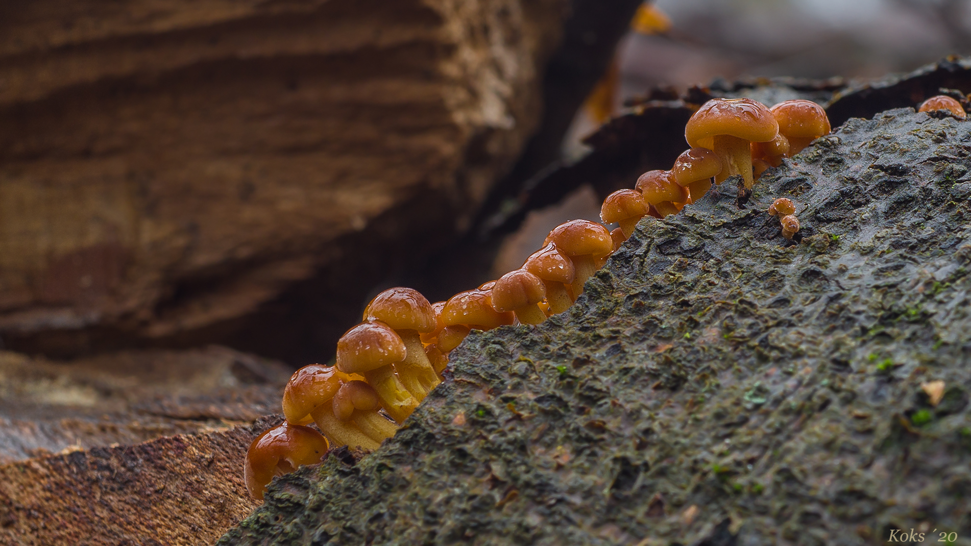 Flammulina velutipes in diagonali