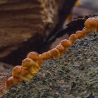 Flammulina velutipes in diagonali