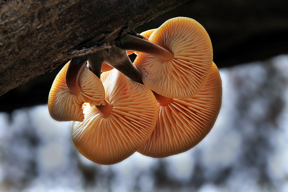 Flammulina velutipes var. velutipes