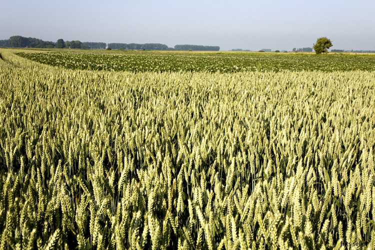 Flanders, Zeeuws Vlaanderen, Netherlands