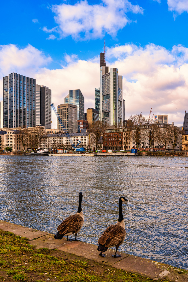 flanierende Gänse an der Main Promenade