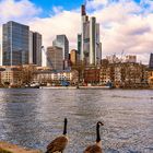 flanierende Gänse an der Main Promenade