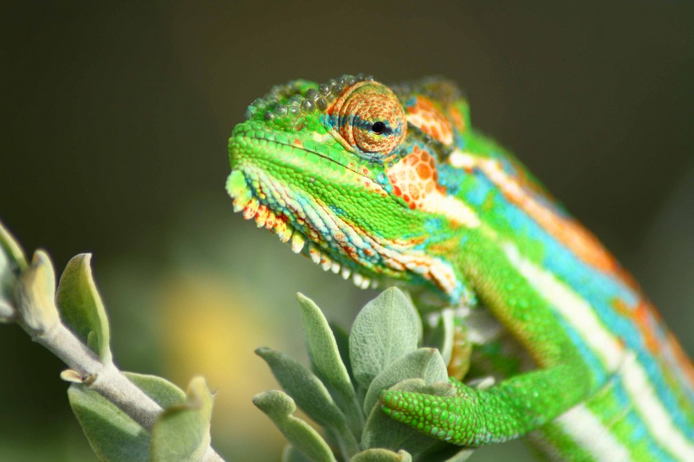 Flap-nacked chamaeleon ( Chamaeleo dilepis)