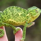 Flap-necked chameleon