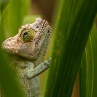 Flap-necked Chameleon