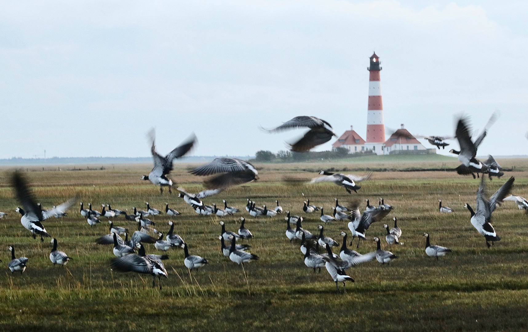 Flapping wings...