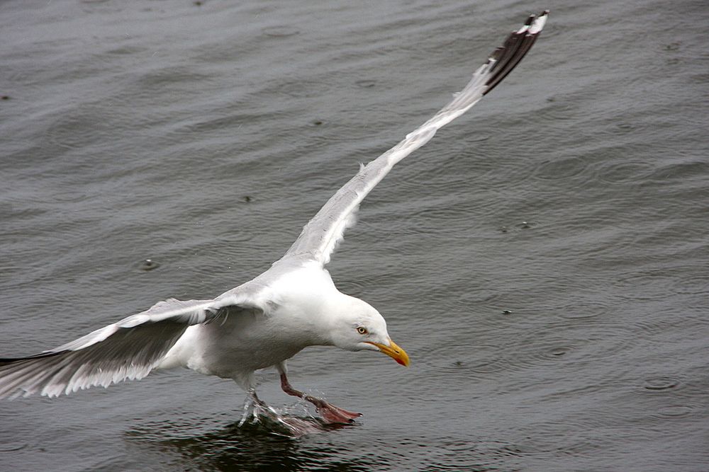 flaps full , gear down