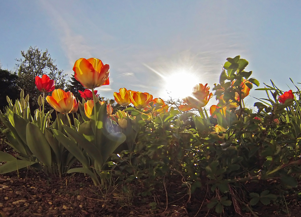 Flare sur fleurs