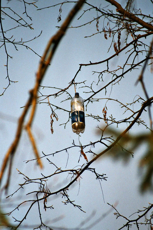 Flasche im Baum