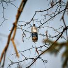 Flasche im Baum